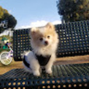 Meet your Posher, Tickles playz